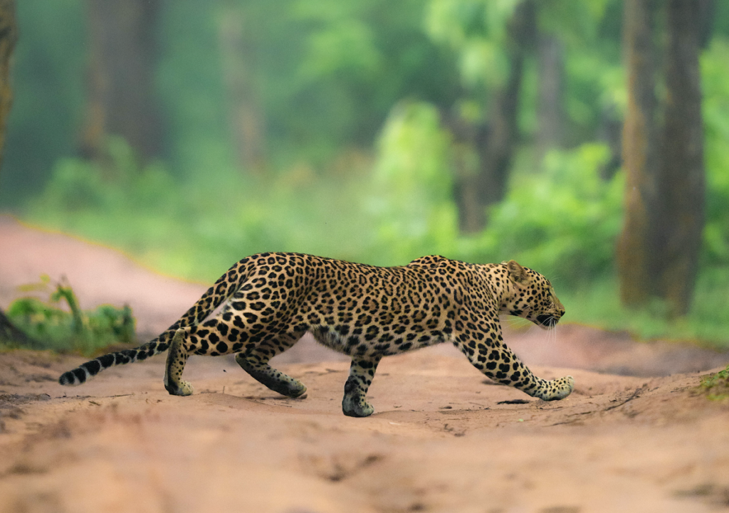 Leopard | Bandhavgarh